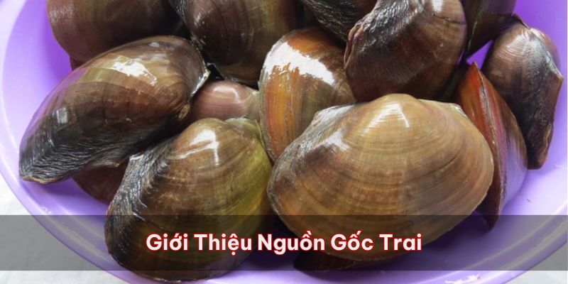 Giới thiệu sơ lược về nguồn gốc trai 