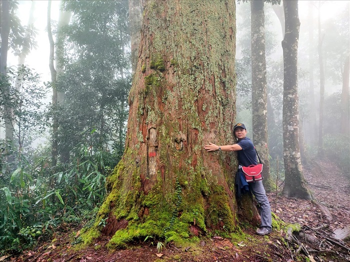 Cây pơ mu siêu to khổng lồ khác đang chờ bạn trên cung đường trekking ở Thanh Hóa