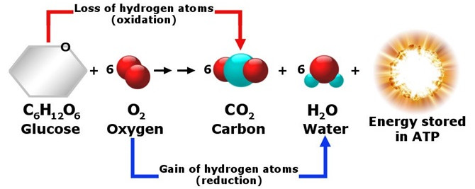 Phản ứng sinh hóa này xảy ra bên trong tế bào cơ thể chúng ta và sản xuất khí carbon dioxide như một sản phẩm phụ.