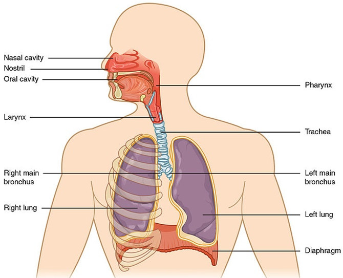 Hô hấp tế bào không phải là những gì bạn có thể nhìn thấy trong hình này.