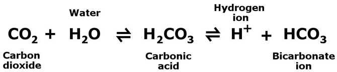 60% carbon dioxide trong cơ thể tồn tại dưới dạng ion bicarbonate.